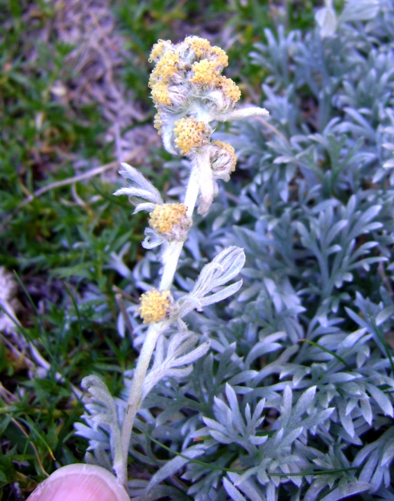 Artemisia umbelliformis ssp. eriantha / Genep appenninico